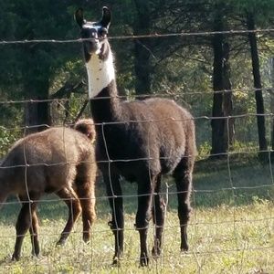 Meet your Posher, Nicki